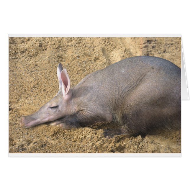 Cartão Aardvark (Frente Horizontal)