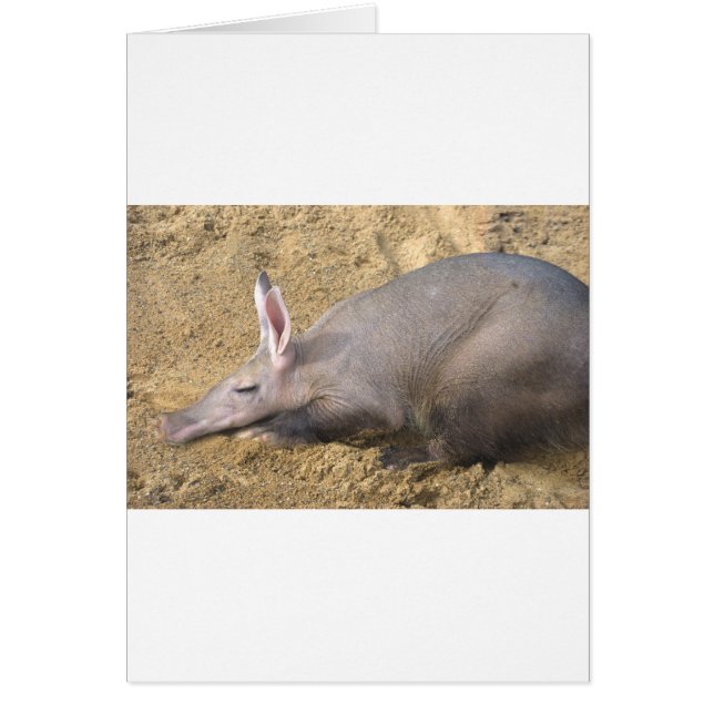 Cartão Aardvark (Frente)