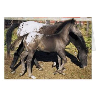 Cartão Aare e foal Appalosa