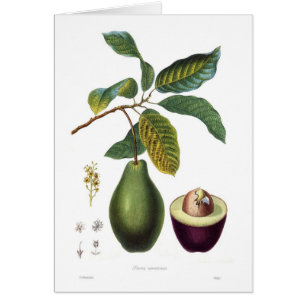 Cartão Abacate (americana do Persea)