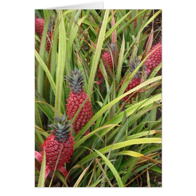 Cartão Abacaxi Rosa (Frente)