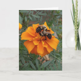 Cartão Abejas en Flor de Marigold