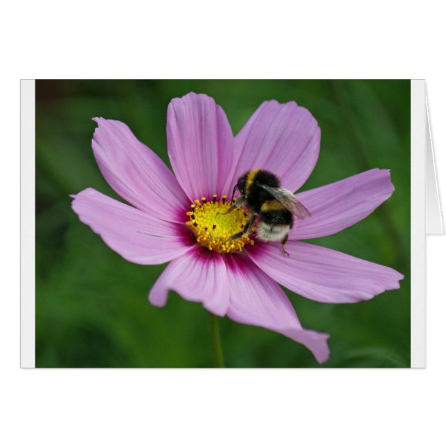 Cartão abelha (Frente Horizontal)