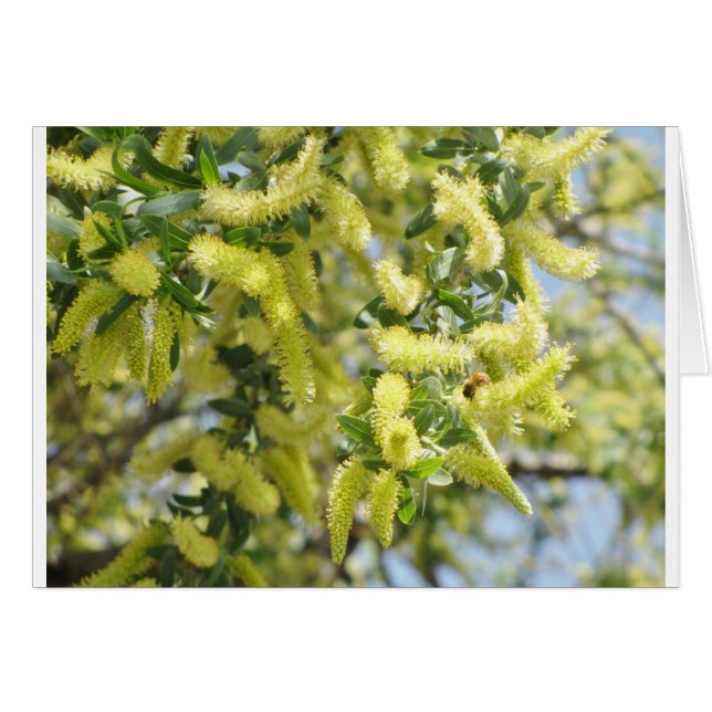 Cartão Abelha (Frente Horizontal)