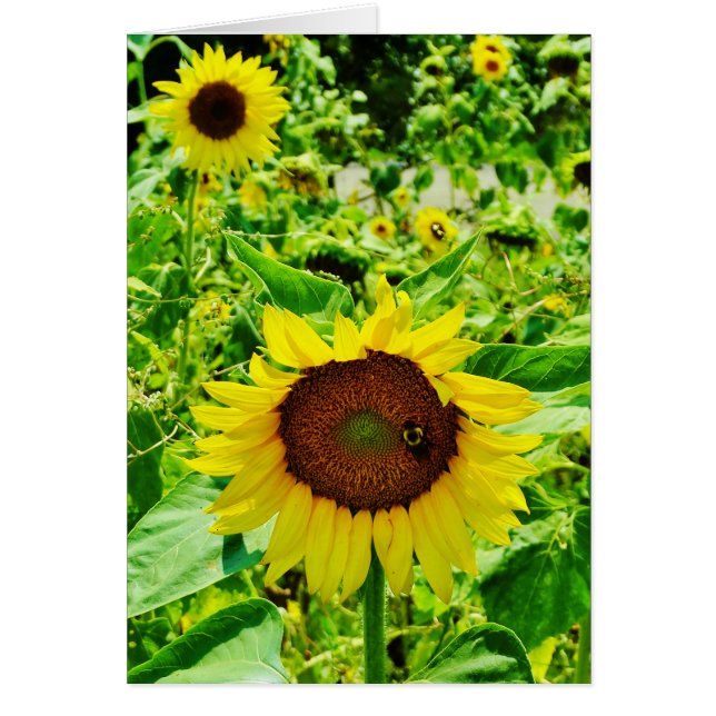 Cartão Abelha de girassol amarelo (Frente)