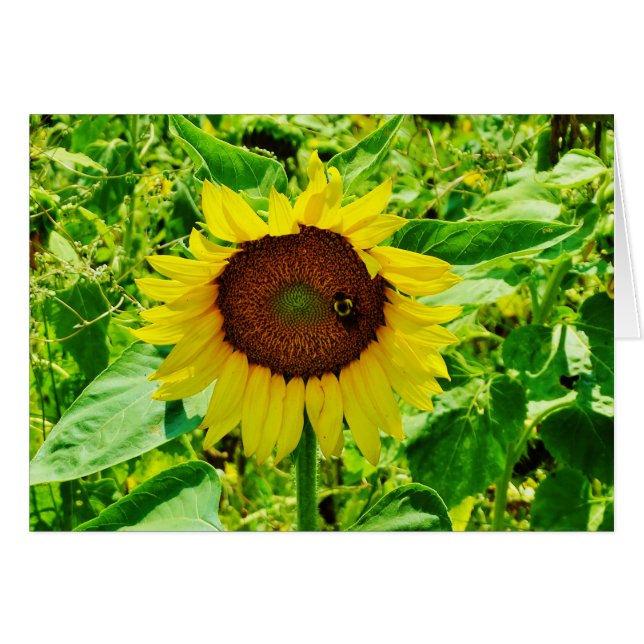 Cartão Abelha de girassol amarelo (Frente Horizontal)