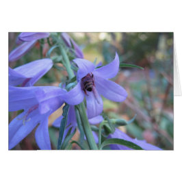 Cartão Abelha de mel em Harebell