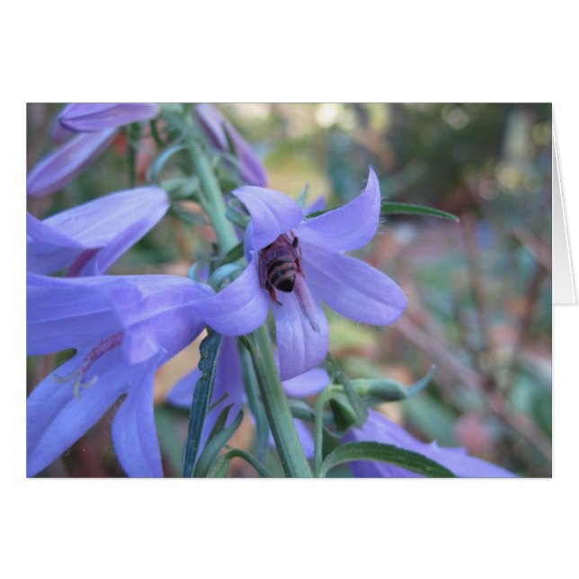 Cartão Abelha de mel em Harebell (Frente horizontal)