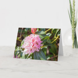 Cartão Abelha De Mel Na Nota De Rhododendron Rosa