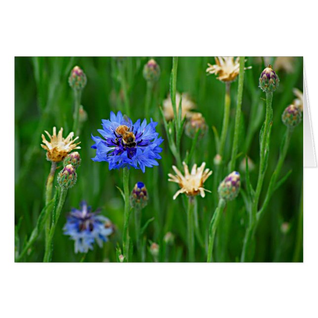 Cartão Abelha do Botão do solteiro (Frente Horizontal)