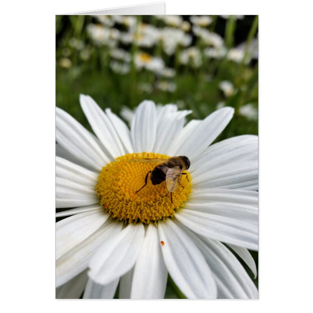 Cartão abelha e margarida (Frente)