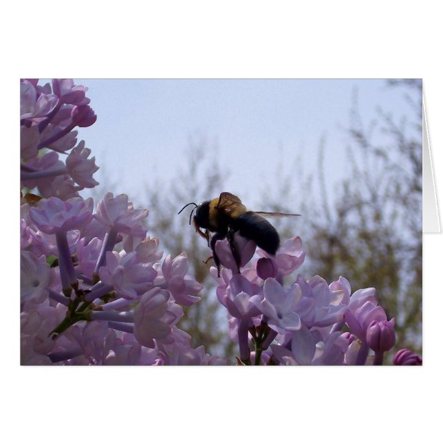 Cartão Abelha em lilac (Frente Horizontal)