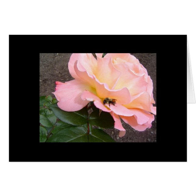 Cartão Abelha em uma Rosa (Frente horizontal)