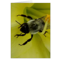 ABELHA IMPRESSIONANTE - CUMPRIMENTO CRISTÃO