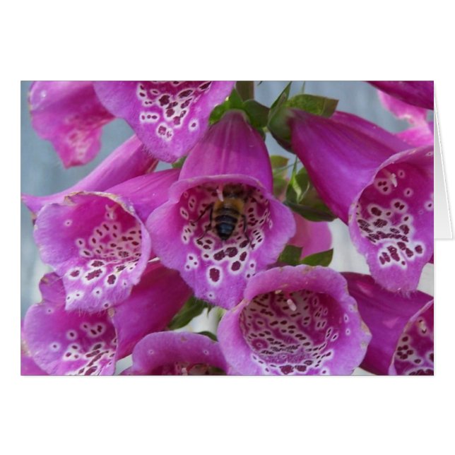 Cartão Abelha Mel (Frente Horizontal)