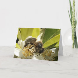 Cartão Abelha no Flor Laranja
