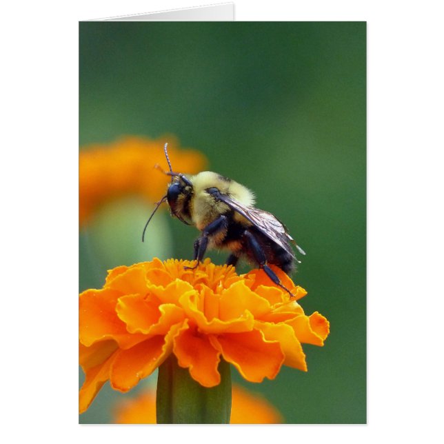 Cartão Abelha Ocupada (Frente)