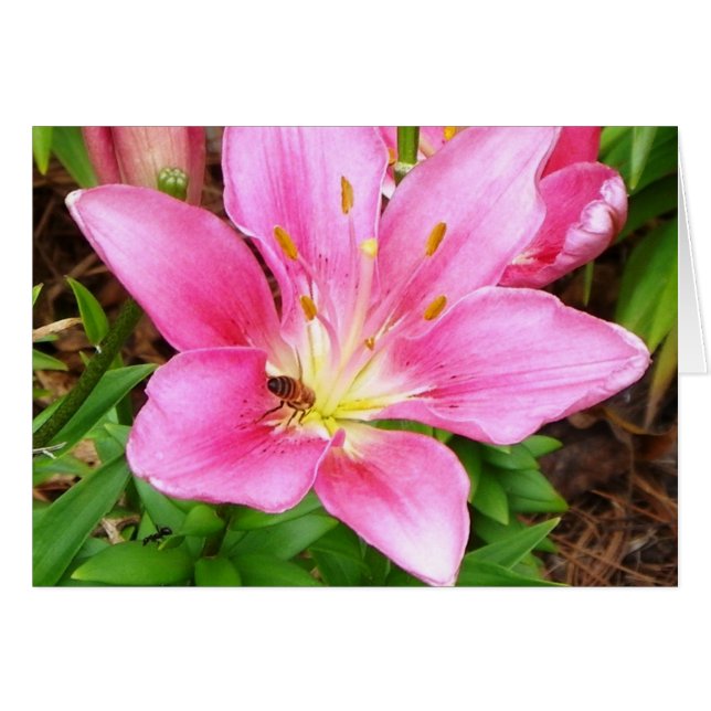 Cartão Abelha Ocupada (Frente horizontal)