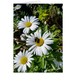 Cartão Abelha Pollinating da margarida