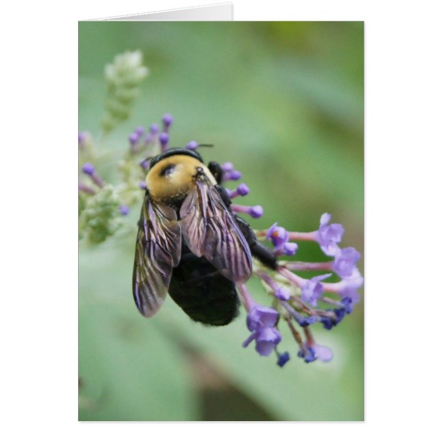 Cartão Abelha utilante! (Frente)