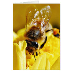 Cartão Abelhas Pollen Insetos Asas Macro Insetos