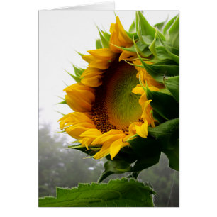 Cartão Abertura do girassol