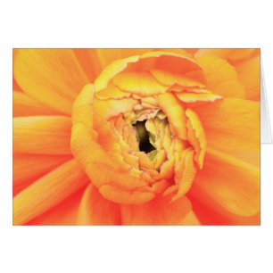 Cartão Abertura do ranúnculo.