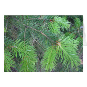 Cartão Abeto vermelho no primavera