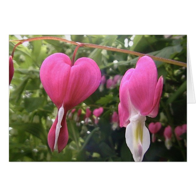 Cartão abra seu coração (Frente Horizontal)