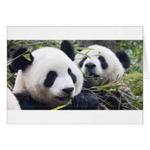 Cartão Abraços de Urso Panda