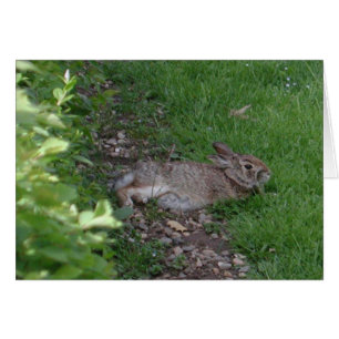 Cartão Abrandamento do coelho