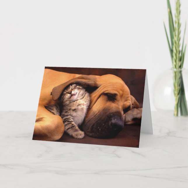 Cartão Abrigo de Gimme… (Frente)