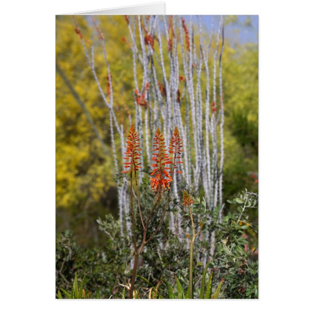 Cartão Abril no deserto da Arizona (Frente)