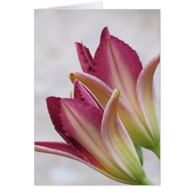 Cartão Abrindo Pétalas - Daylílias (Frente)