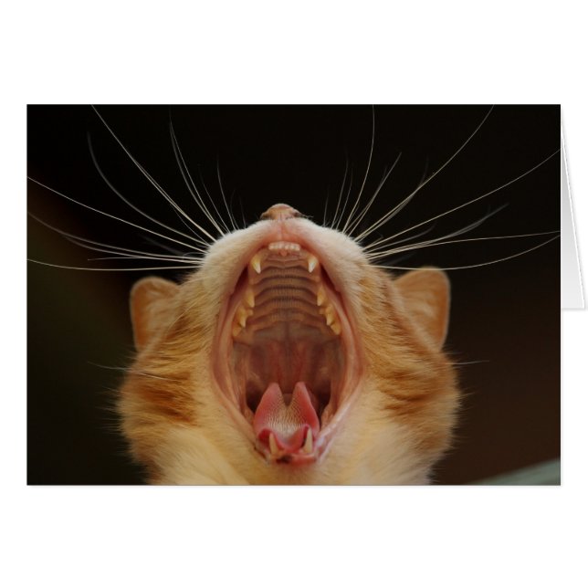 Cartão Abrir grande Gatinho Yawning (Frente Horizontal)