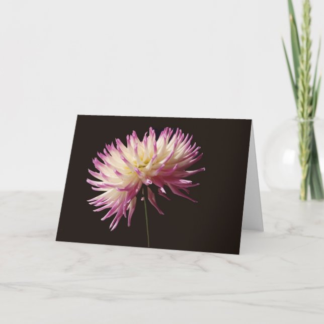 Cartão absolute beauty (Frente)