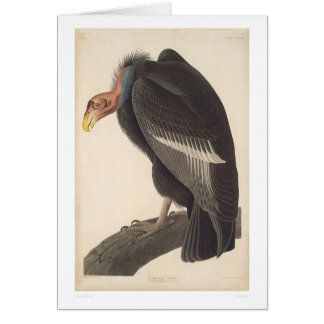 Cartão Abutre de Audubon Califórnia (2609A)