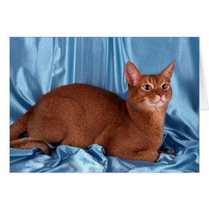 Cartão Abyssinian, azeda