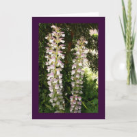 Acanthus Blossoms