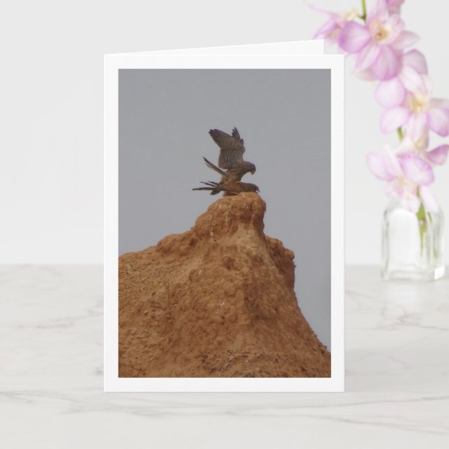 Cartão Acasalamento de Aves do Kestrel, Carro Falco Tinnu (Orquídea)