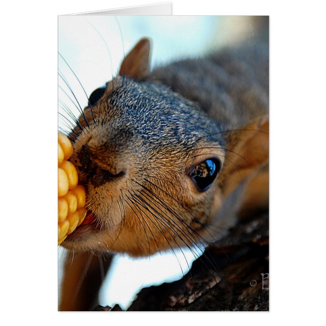 Cartão Aceleração de Esquilo (Frente)