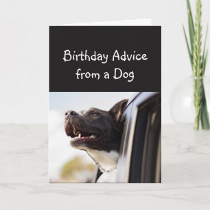 Cartão Aconselhamento de aniversário de um Humor Animal 