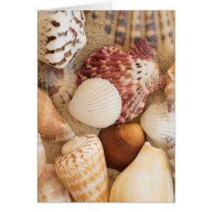 Cartão Acordo de Seashell