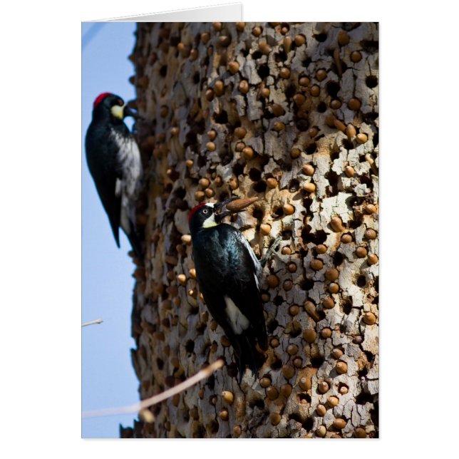 Cartão Acorn Woodpeckers (Frente)