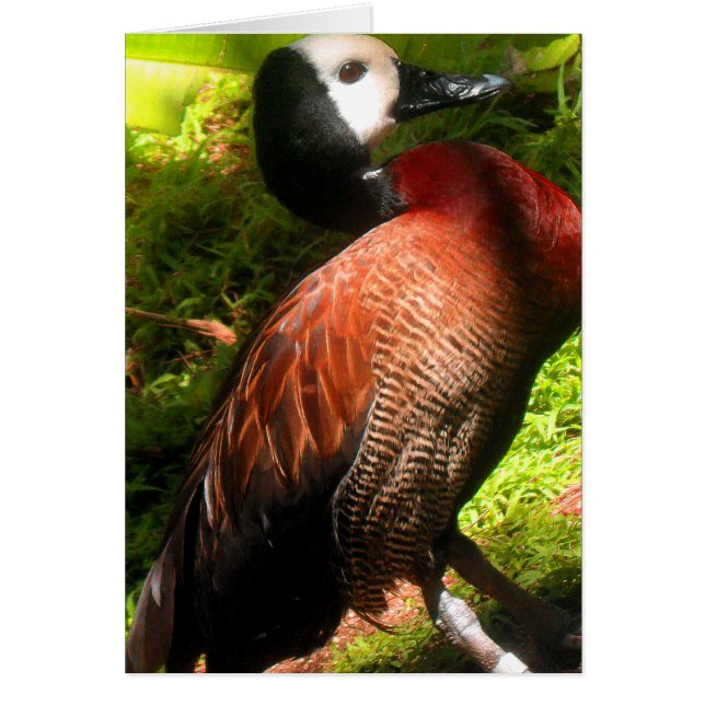 Cartão Acreditar_Nal (Frente)