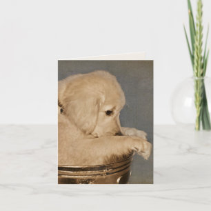 Cartão Adaptador para Vazio Puppy Retriever do ouro