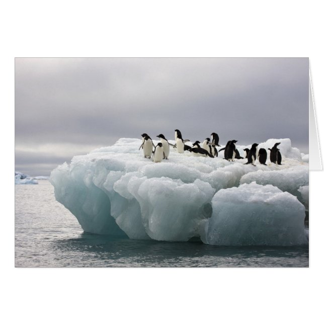 Cartão Adelie Penguin Pygoscelis adeliae), (Frente Horizontal)
