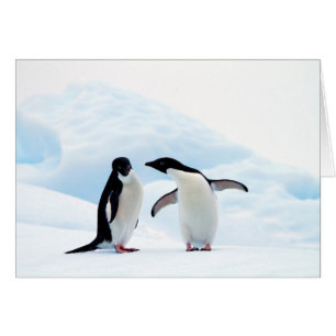 Cartão Adelie Penguins