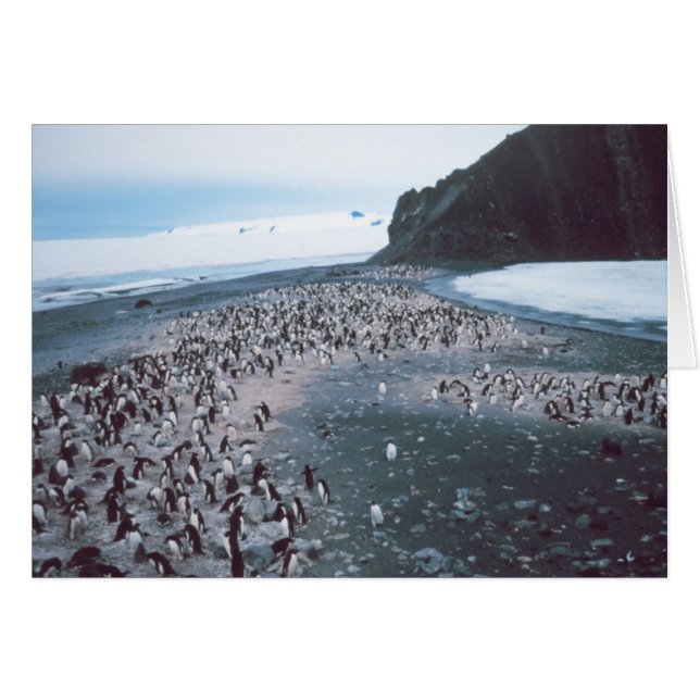 Cartão Adelie Penguins (Frente Horizontal)