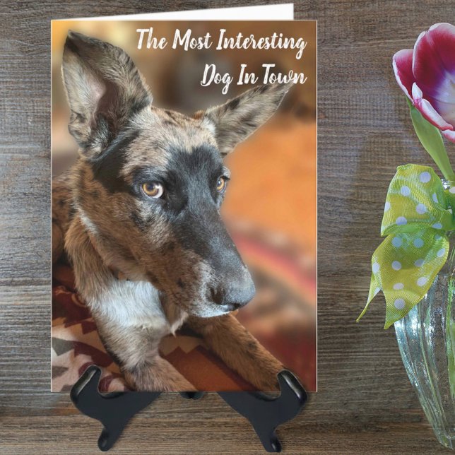 Cartão Adicione A Sua Foto Cão Bovino Atrasado Aniversári (Criador carregado)